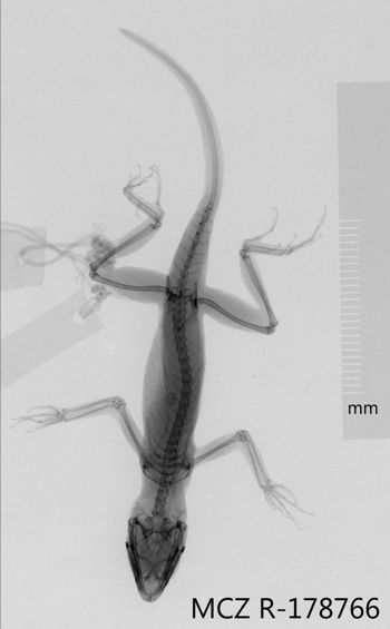 Media type: image;   Herpetology R-178766 Aspect: dorsoventral x-ray